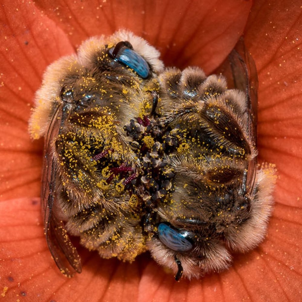 Mystery grab bag of single socks for crafts